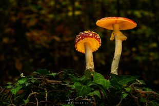 Amanita Muscaria