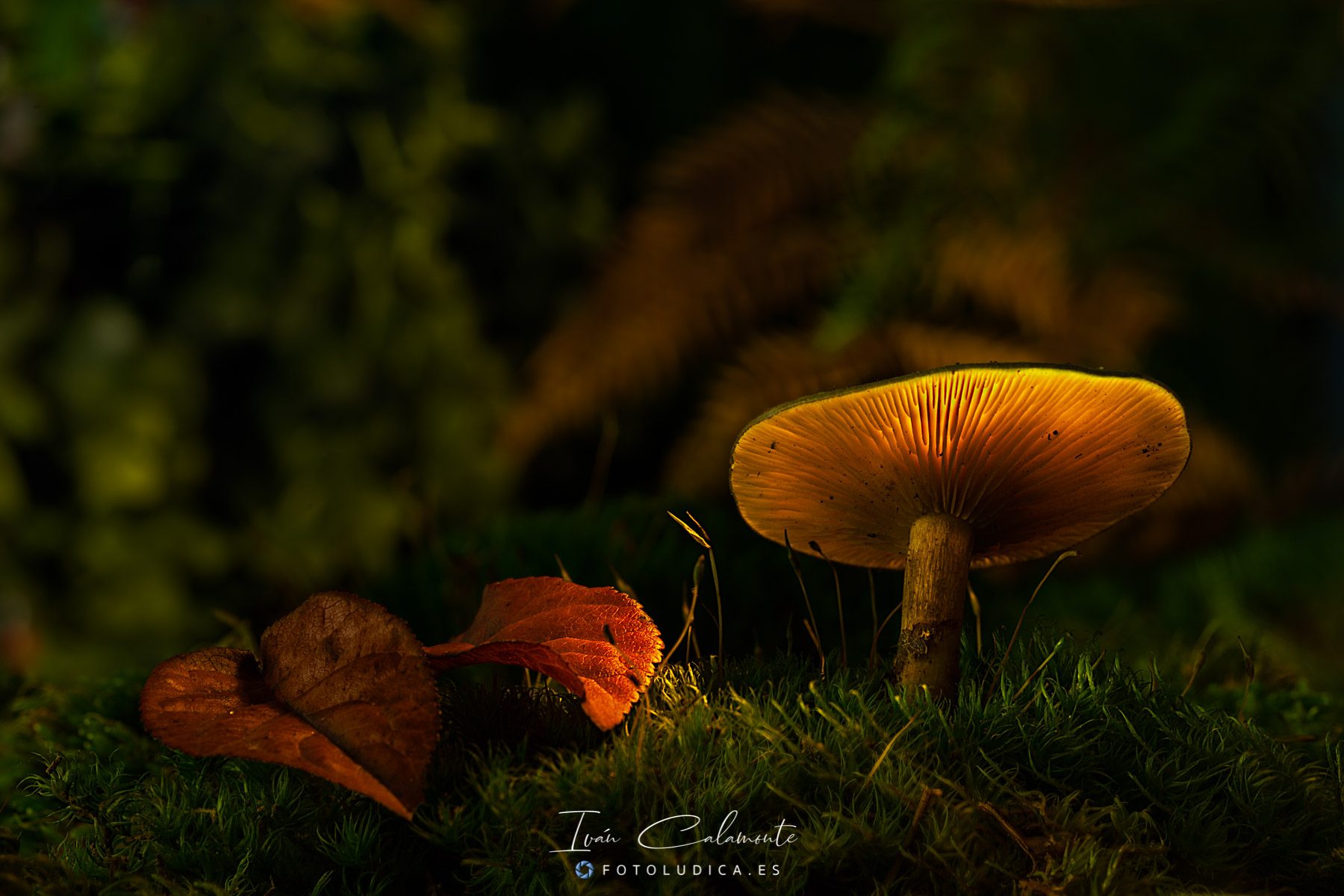 Clitocybe Odora