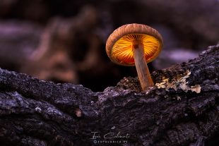 Gymnopilus Suberis