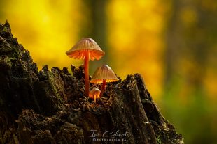 Mycena Sanguinolenta