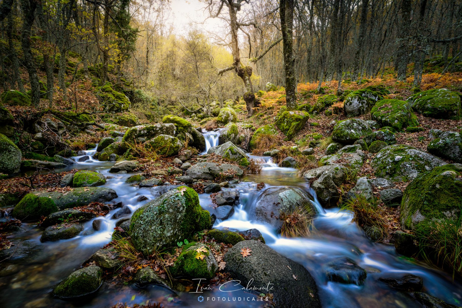 Bosques del Ambroz