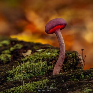 Laccaria Amethystina