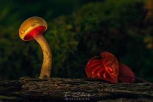 Stropharia Semiglobata