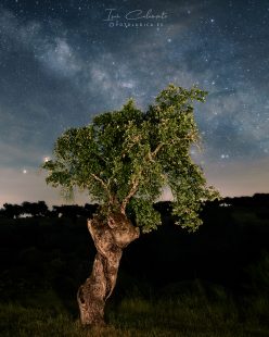 Quercus Ilex