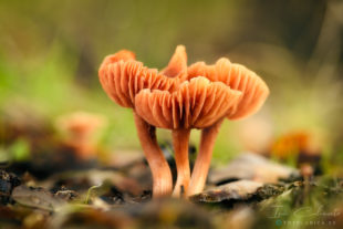 Laccaria Laccata