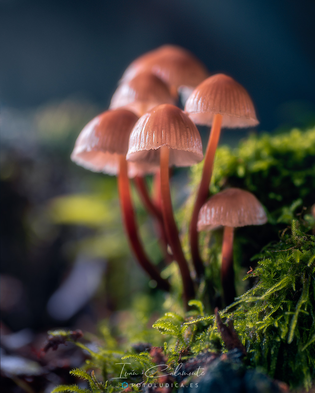 Mycena Inclinata