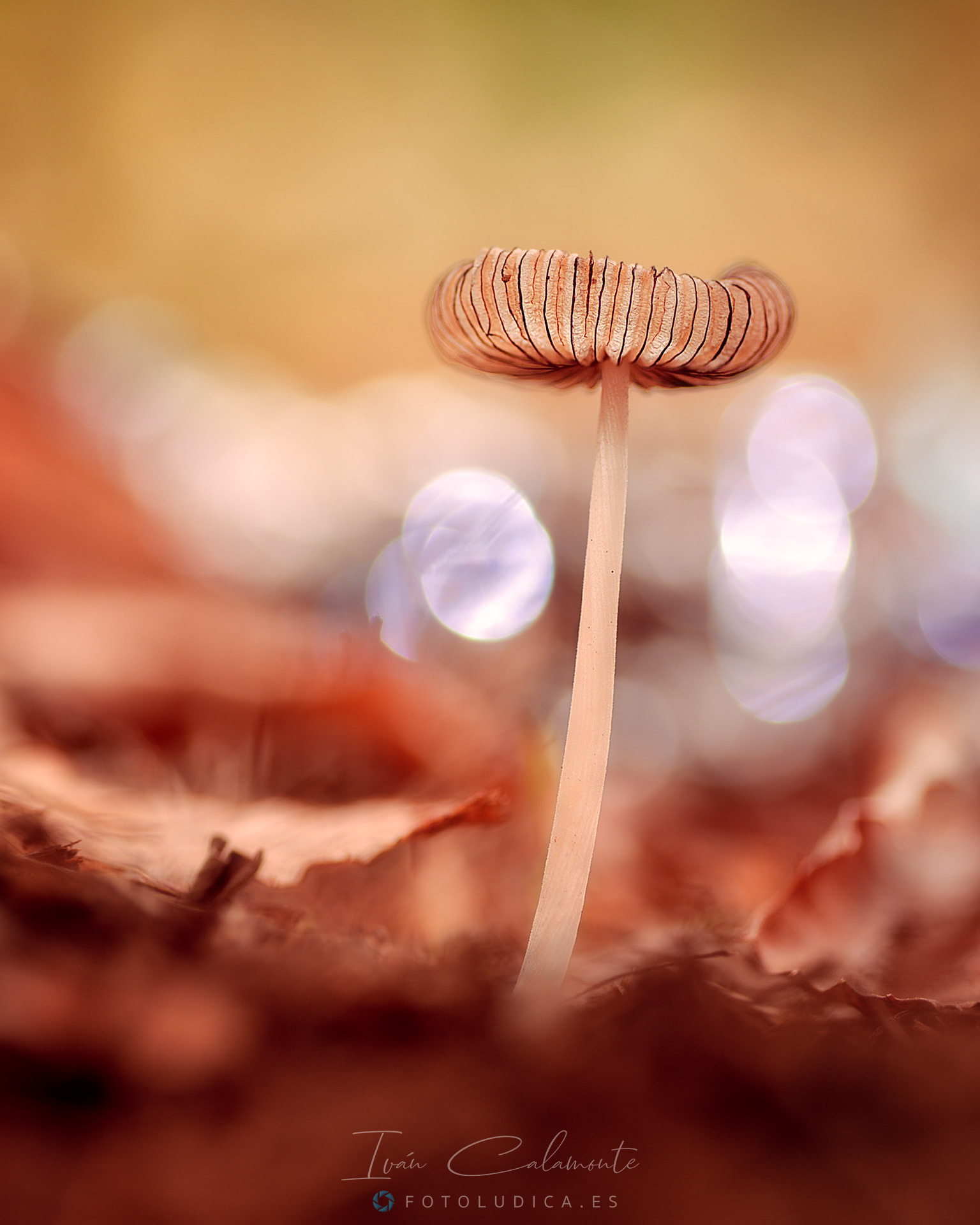 Just Another Mushroom