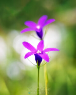 Campanula Lusitanica