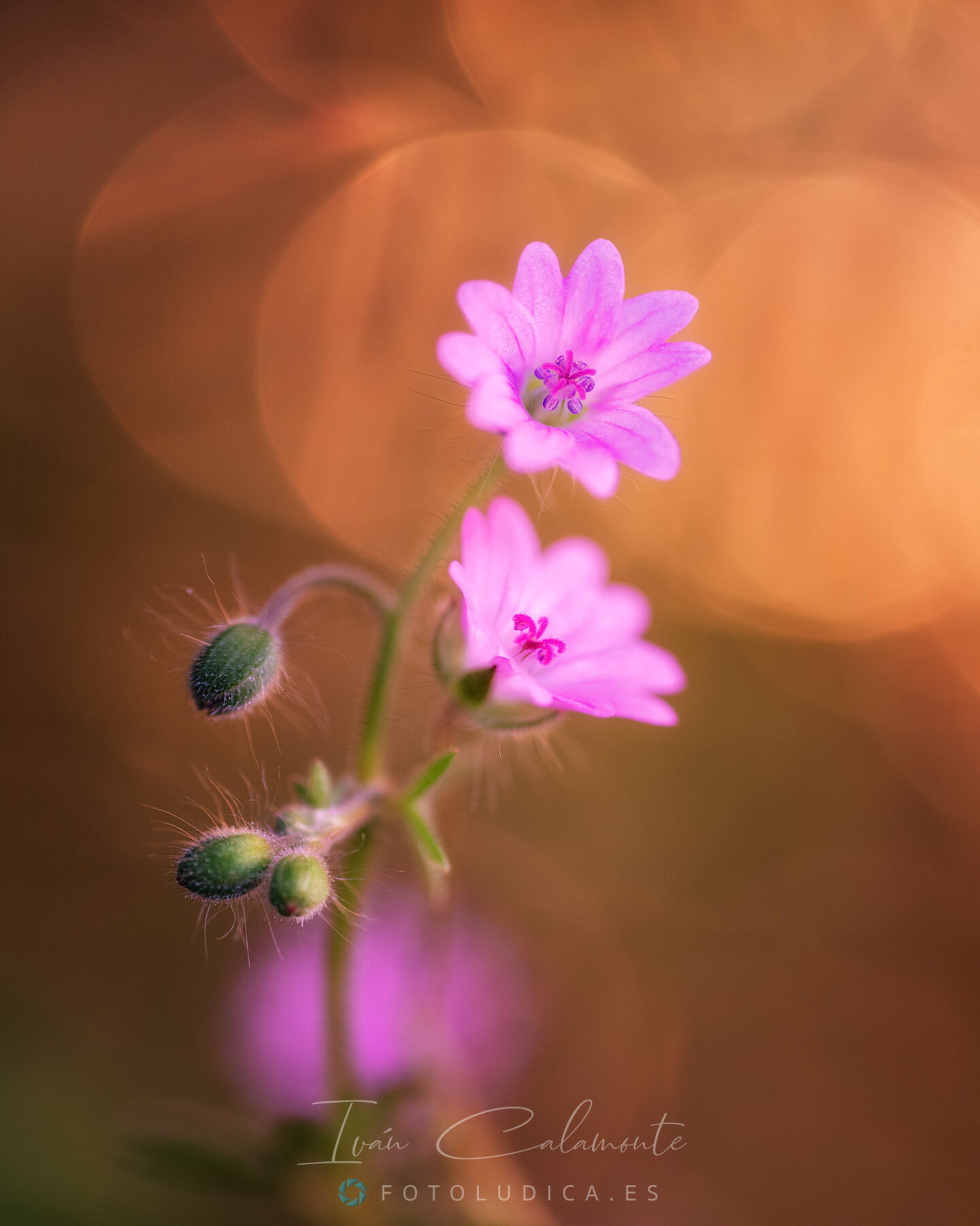 Geranium Molle